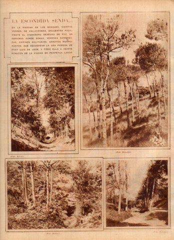 LAMINA V24423: Bosques de Vallvidrera, Barcelona