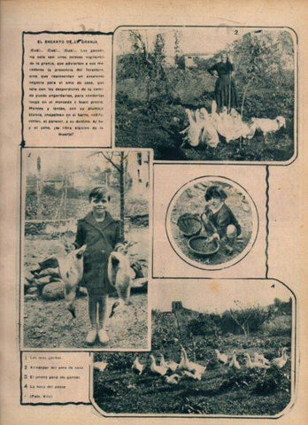 LAMINA V24430: Gansos en una granja