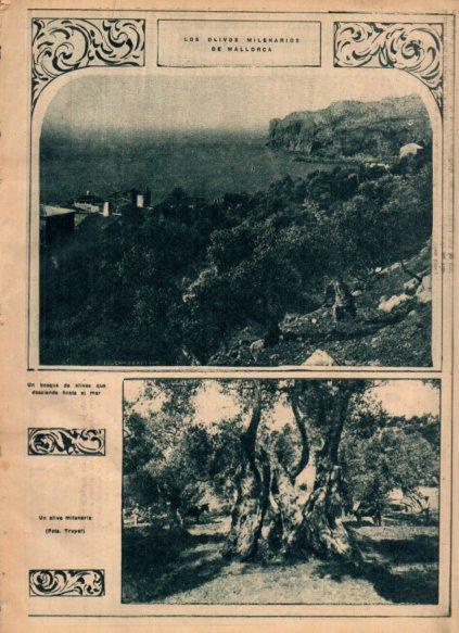 LAMINA V24381: Olivos milenarios de Mallorca