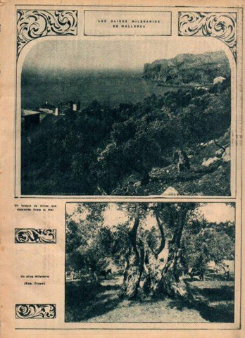 LAMINA V24381: Olivos milenarios de Mallorca