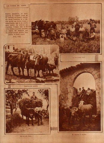 LAMINA V24481: Faenas del campo