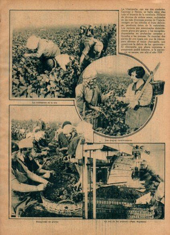LAMINA V24568: Recoleccion de uva en Epernay y Reims