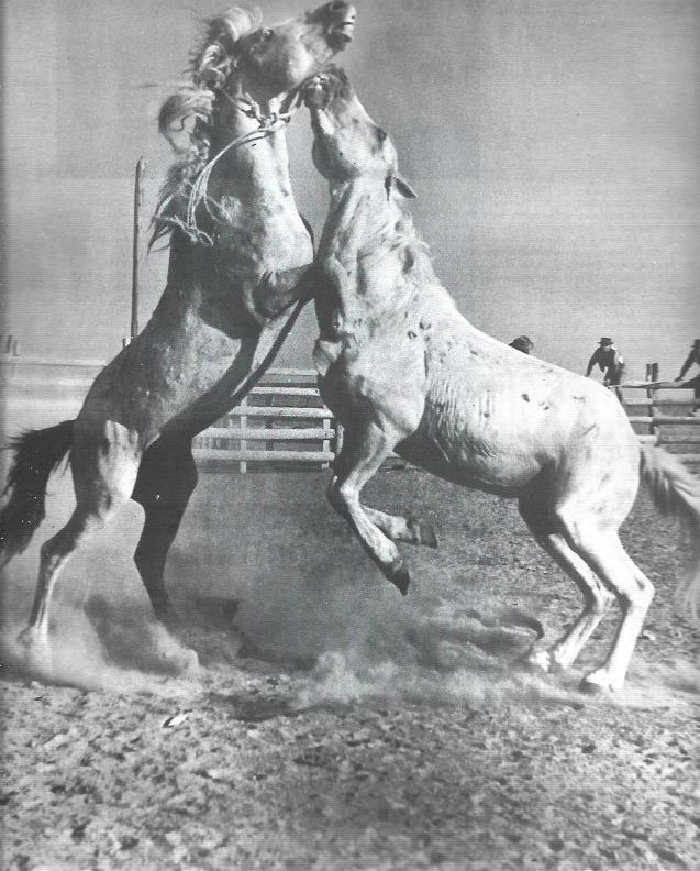 LAMINA 34053: caballos