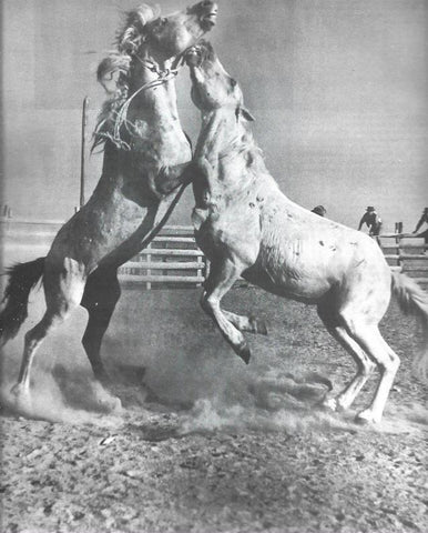 LAMINA 34053: caballos
