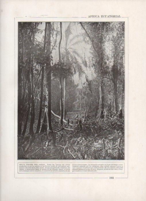 LAMINA V27856: Selva virgen del Congo