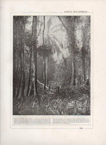 LAMINA V27856: Selva virgen del Congo