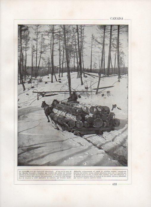 LAMINA V27899: Bosque en el Canada Central