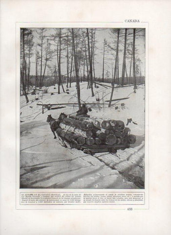 LAMINA V27899: Bosque en el Canada Central