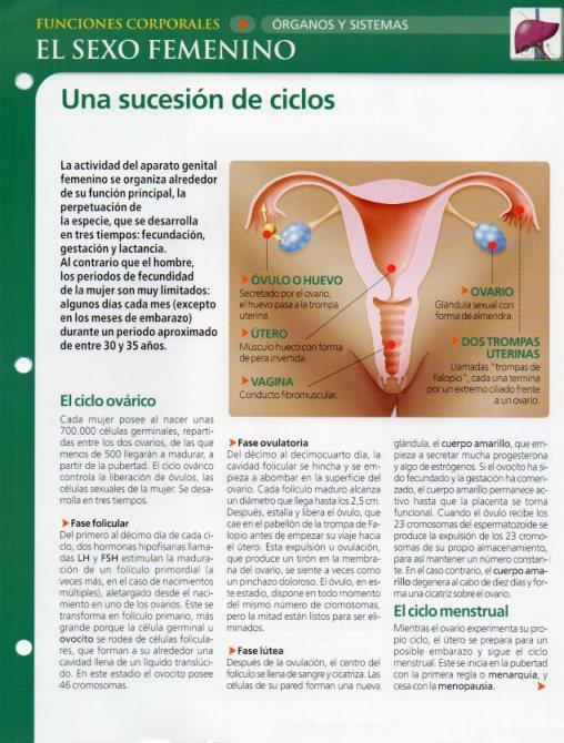 LAMINA V28574: El sexo femenino