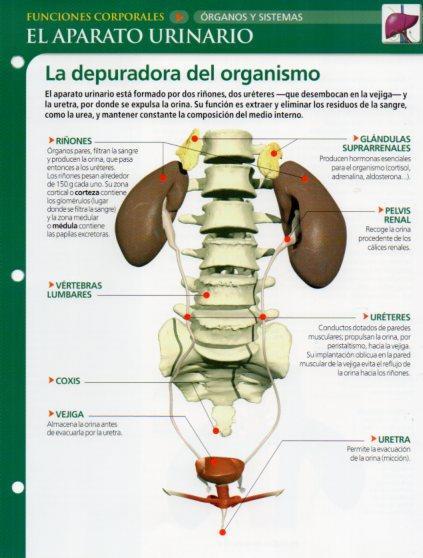 LAMINA V28630: El aparato urinario