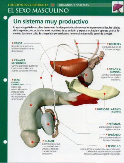 LAMINA V28629: El sexo masculino