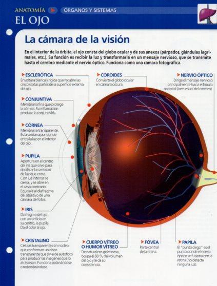 LAMINA V28628: El ojo