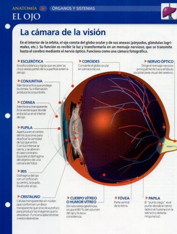 LAMINA V28628: El ojo