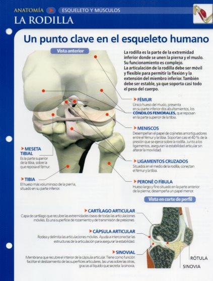 LAMINA V28623: La rodilla
