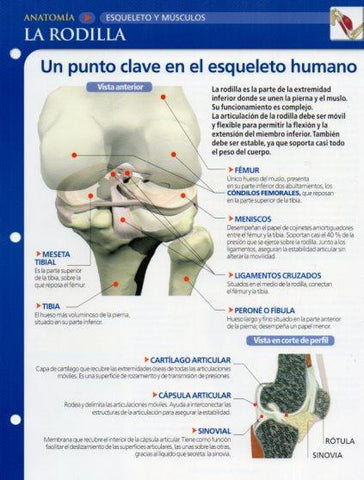 LAMINA V28623: La rodilla
