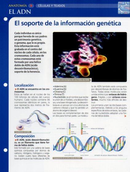 LAMINA V28622: El ADN