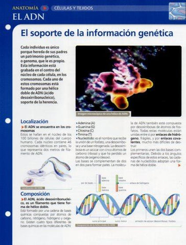LAMINA V28622: El ADN