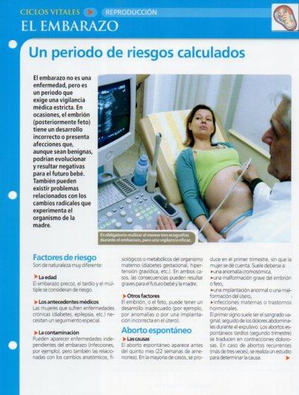 LAMINA V28620: El embarazo