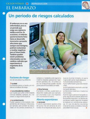 LAMINA V28620: El embarazo