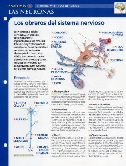 LAMINA V28617: Las neuronas
