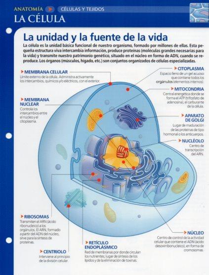 LAMINA V28616: La cedula