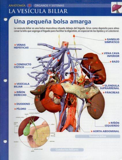 LAMINA V28634: La vesicula biliar
