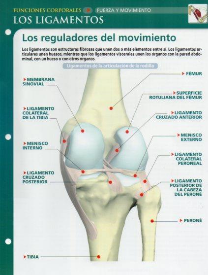 LAMINA V28647: Los ligamentos