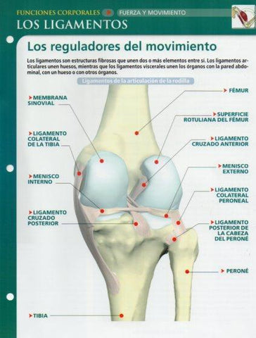 LAMINA V28647: Los ligamentos