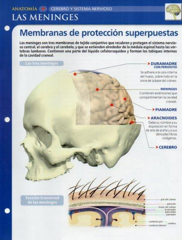 LAMINA V28646: Las meninges