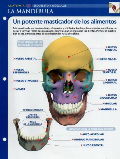 LAMINA V28645: La mandibula