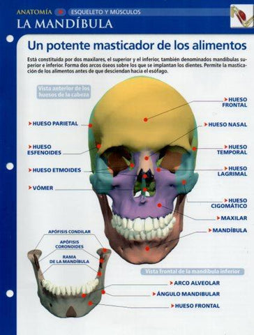 LAMINA V28645: La mandibula