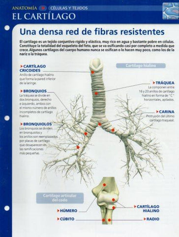 LAMINA V28644: El cartilago