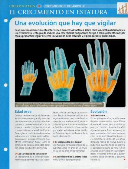 LAMINA V28640: El crecimiento en estatura