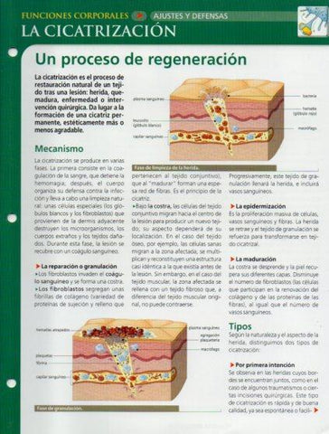 LAMINA V28635: La cicatrizacion
