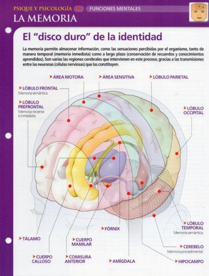 LAMINA V28590: La memoria