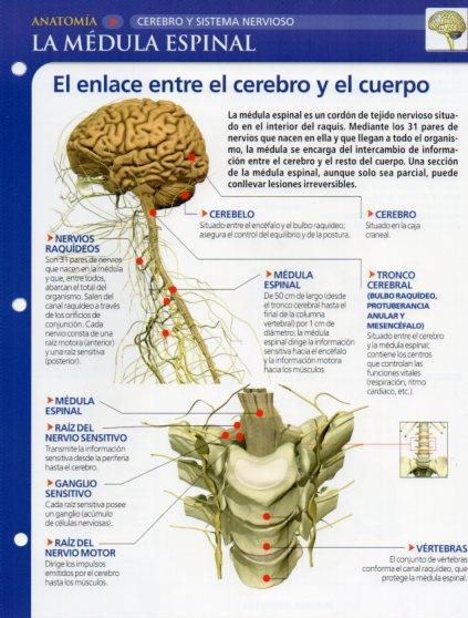 LAMINA V28588: La medula espinal