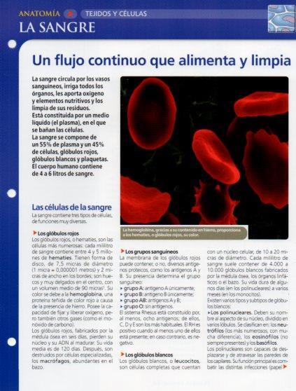 LAMINA V28587: La sangre