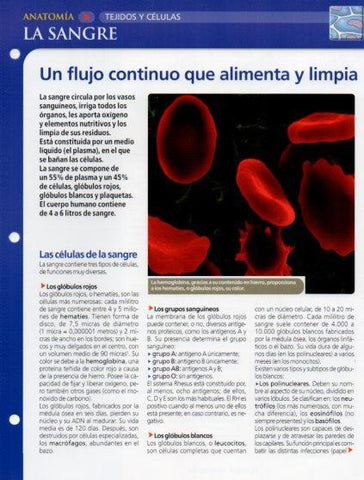LAMINA V28587: La sangre