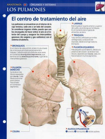 LAMINA V28586: Los pulmones