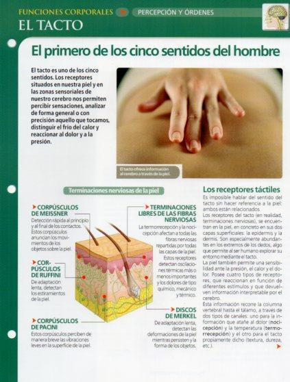 LAMINA V28584: El tacto
