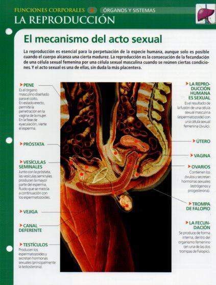 LAMINA V28583: La reproduccion
