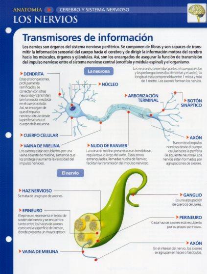 LAMINA V28582: Los nervios