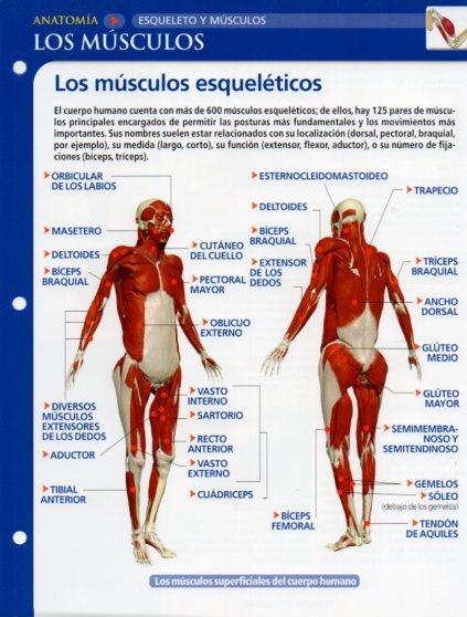 LAMINA V28594: Los musculos