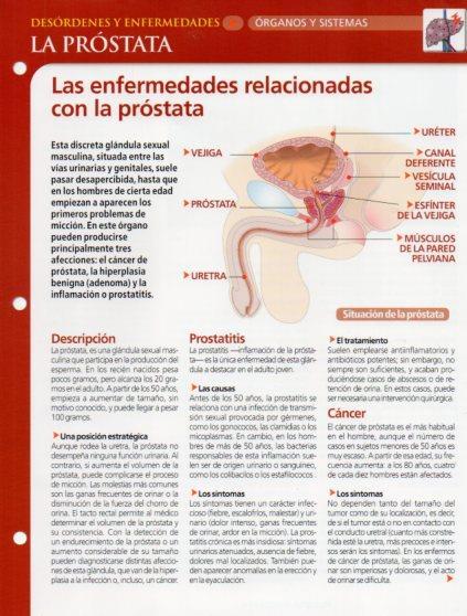 LAMINA V28607: La prostata