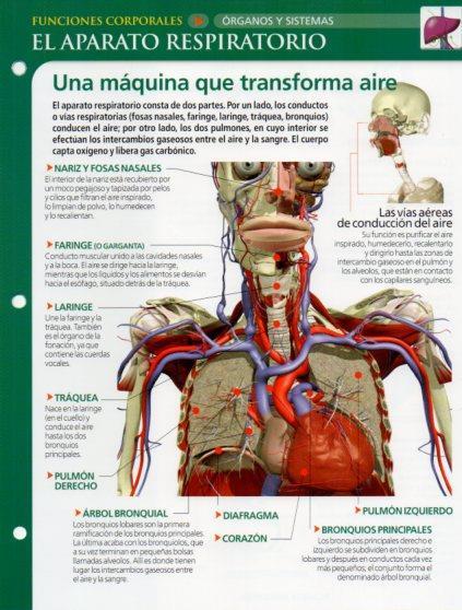 LAMINA V28596: El aparato respiratorio