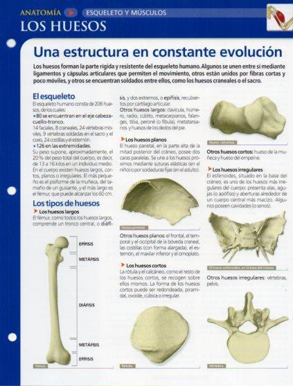 LAMINA V28595: Los huesos