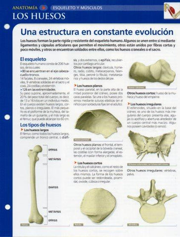 LAMINA V28595: Los huesos