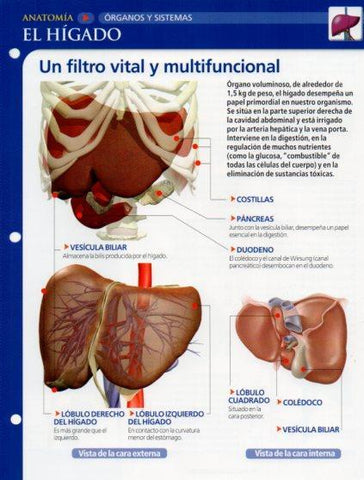 LAMINA V28602: El higado