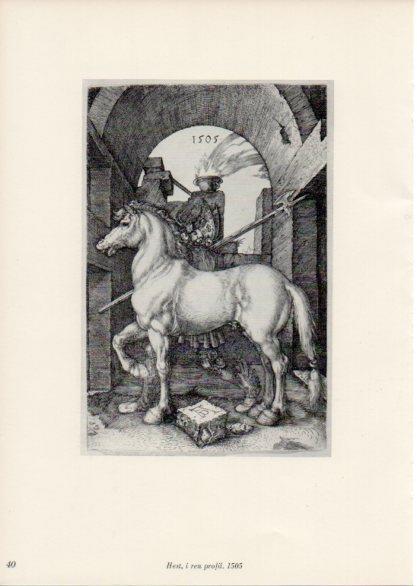 LAMINA V35651: Albrecht Durer. Hest, i ren profil