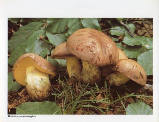 LAMINA V35582: Boletus pseudoregius